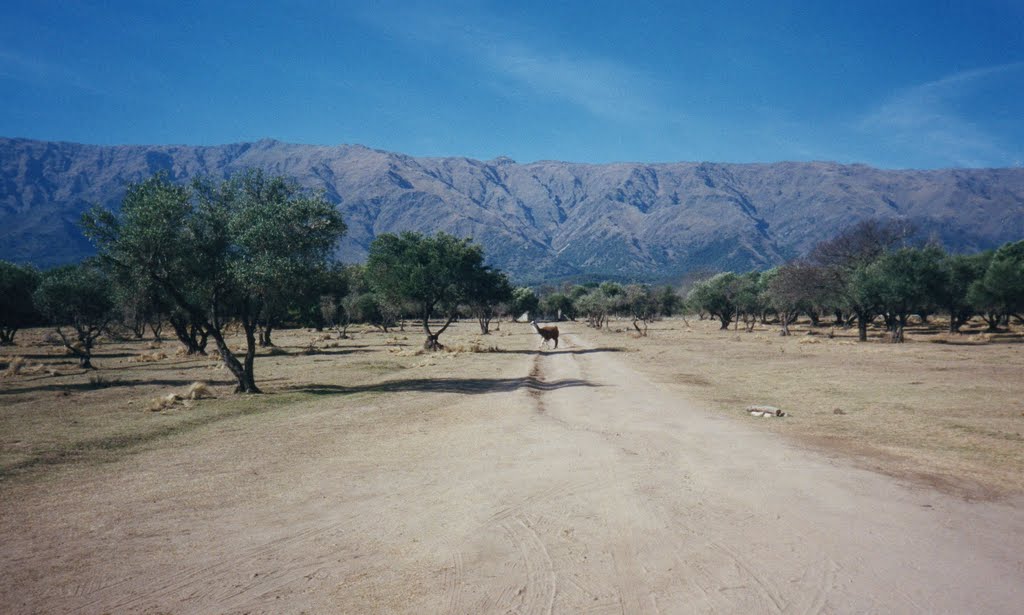 Sierras,olivares y llama,son oriundas de los andes,villa merlo,3er.microclima del mundo.san luis .argentina. by nluque zarate