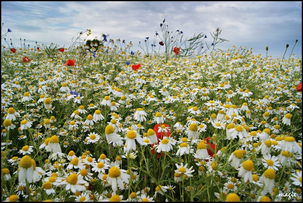 SIDZINA. Całe morze rumianków/The whole camomile sea by Krystyna Koch-magie*