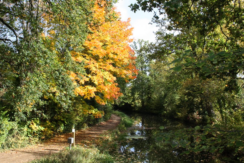 Basingstoke Canal, Woking by Roel van Nek