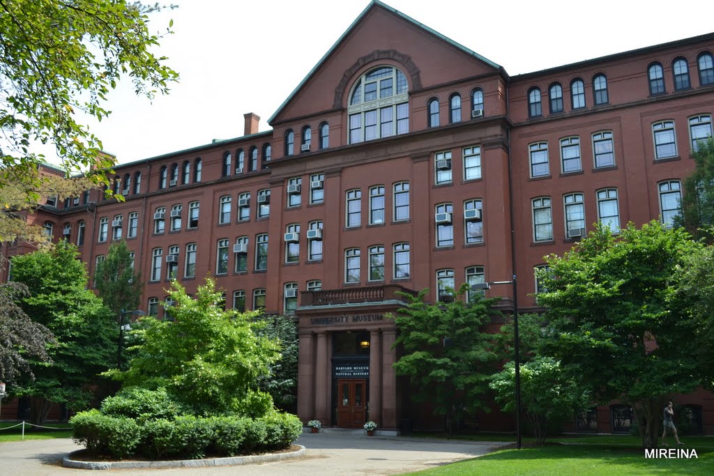 Harvard Museum of Natural History by mandegan