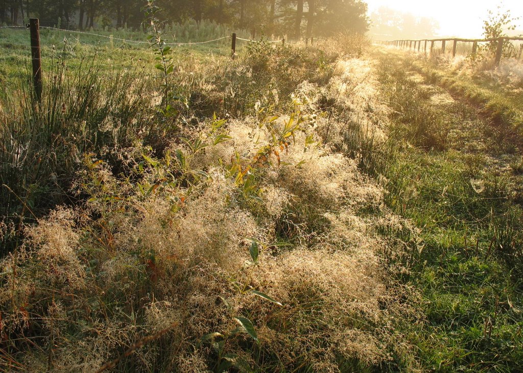 Ochtenddauw op 'wollig' gras... by Chris10 ©