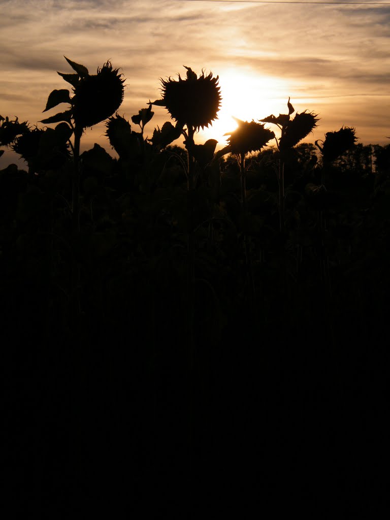 Sun flowers at Sunset by Andrew N Parker