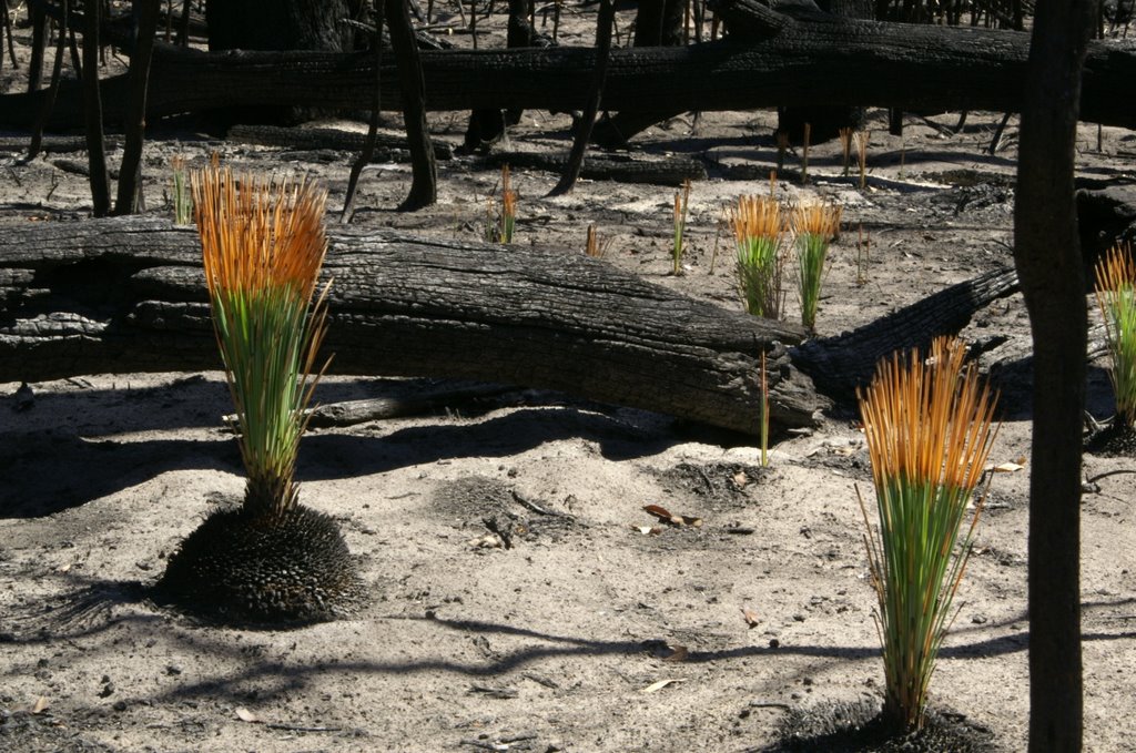 Halls Gap After the Bushfires 2006 by Ronald Weilers