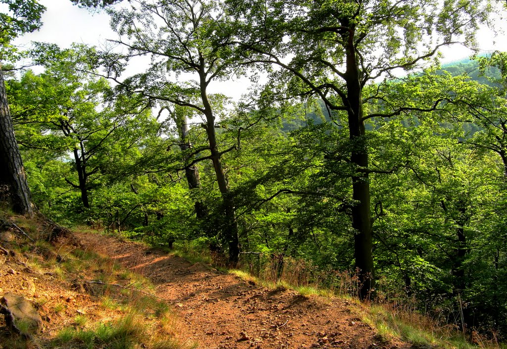 The path in the forest by Pavel Amler