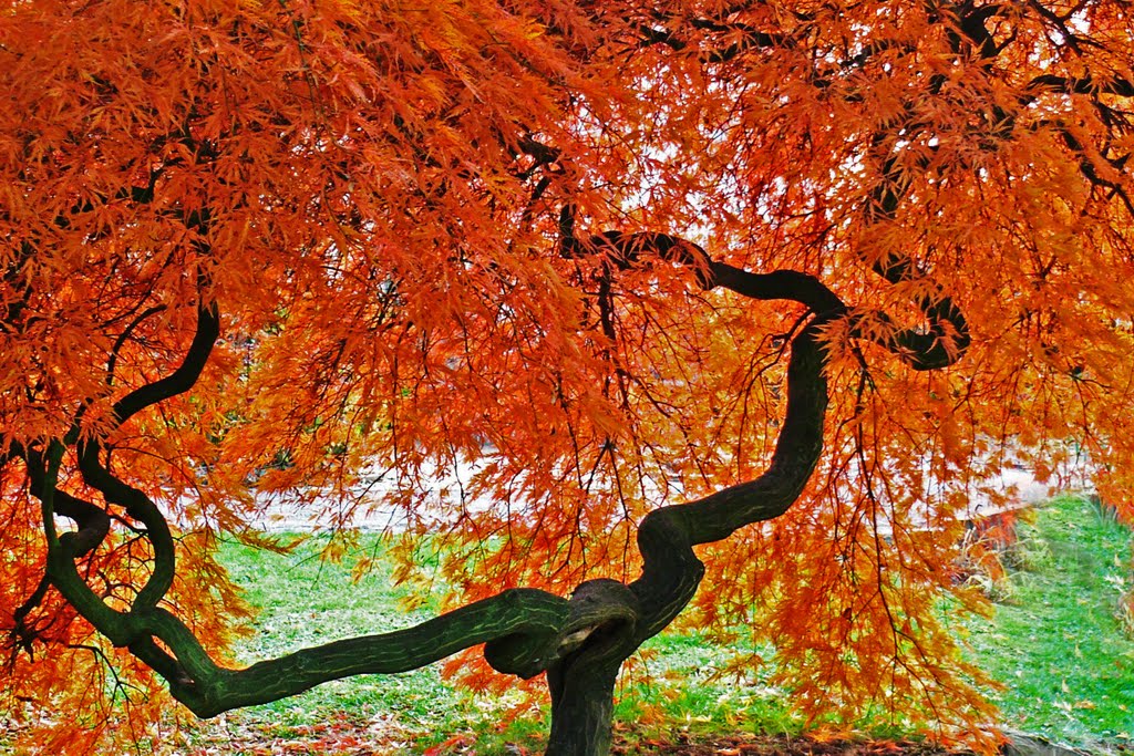 Herbstfärbung im Stadtpark by gisela 28