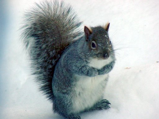 Well fed Grey Squirrel by VKeith