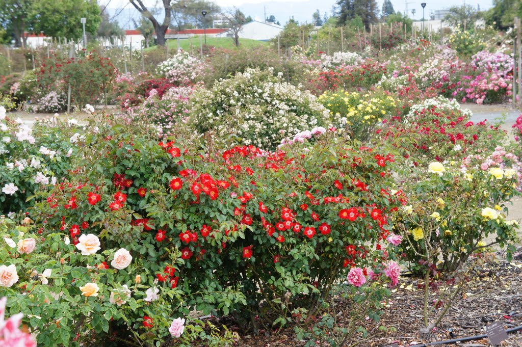 San Jose Heritage Rose Garden by Frank_Richards