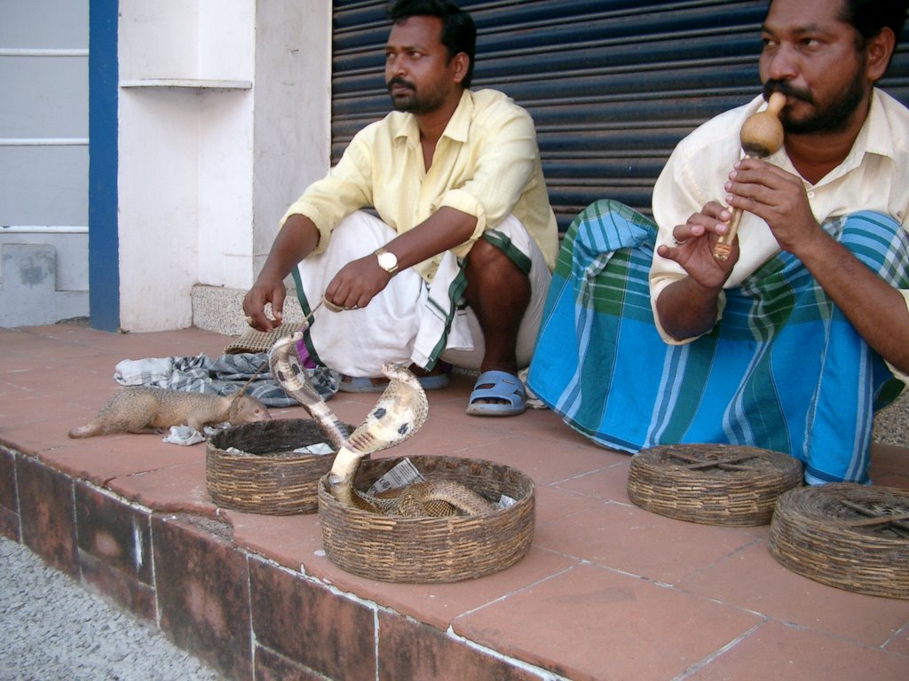 Cobra in india by niki-laos