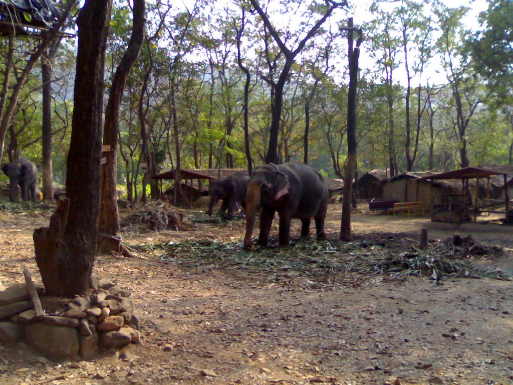 Elephants at Ashanti, Goa India by mrkydrd