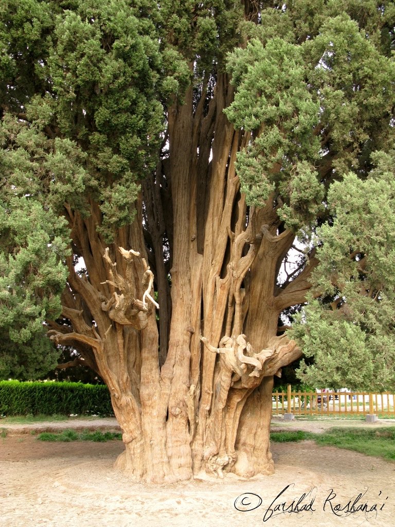 نمایی از تنه سرو ابرکوه by Farshad Roshanai