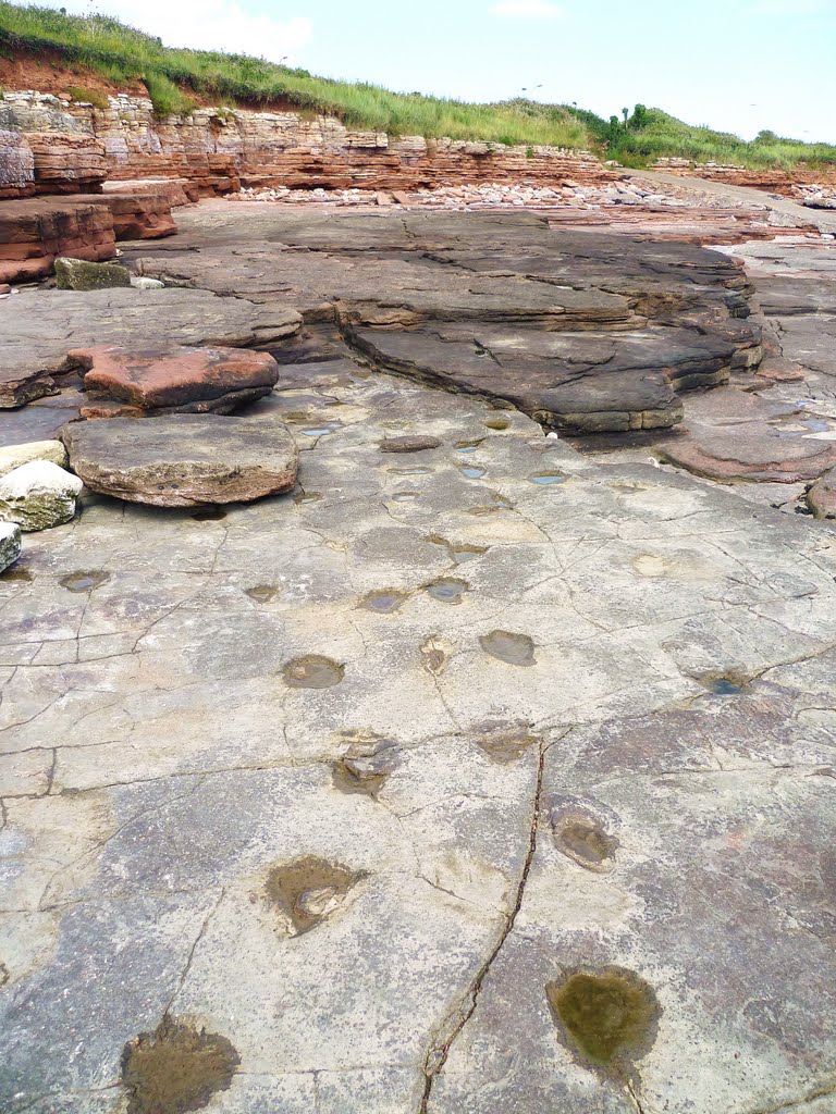 Triassic Therapod Footprints by Geraint.Jenkins