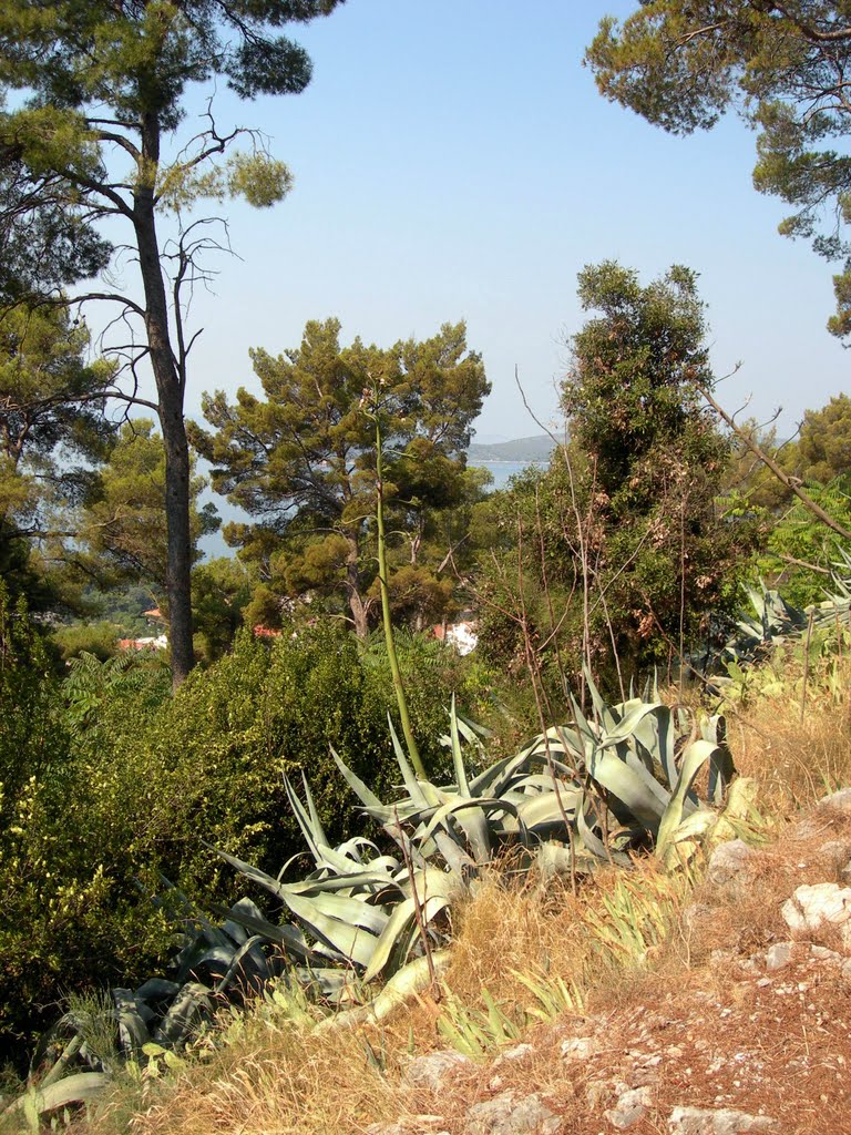 Fauna at the Marjan Hill, Split by janiylinampa