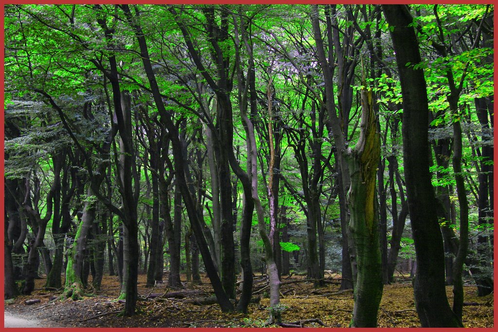 Herfstbos Sprielderweg by Jan Hendriks