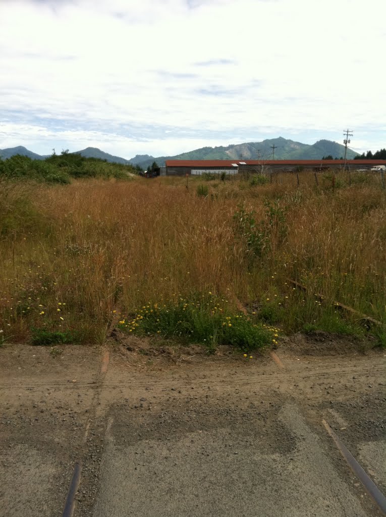 Overgrown crossing by amtrak8