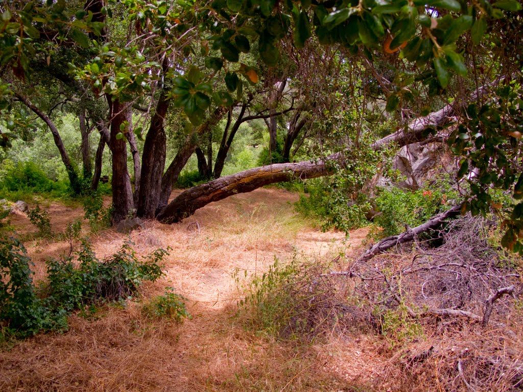 Spanish Bit Trail through the Oaks by 100peaks