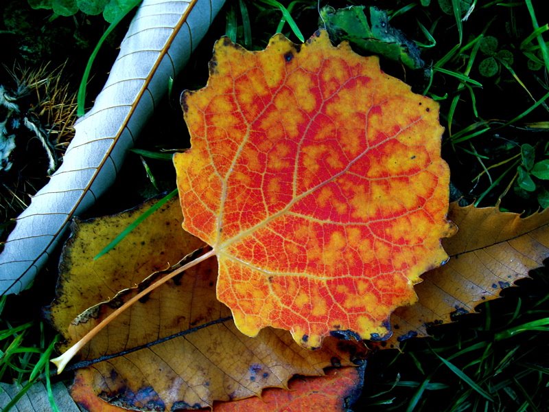 Mb - Autumn leaves by Margrit M. Berger (S…