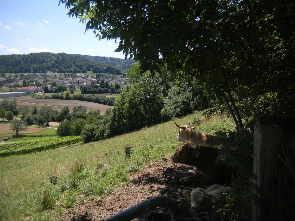 A view on Pfungen from Neftenbach by SwissTrips