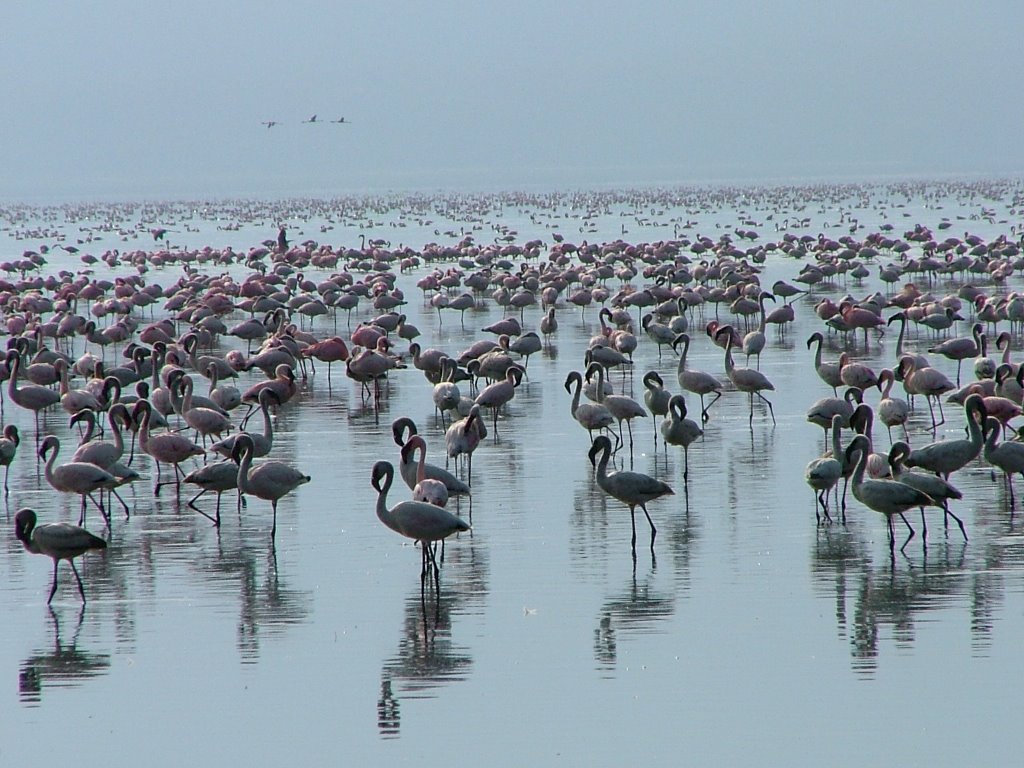 Flamingoes by Claudio Ottaviani