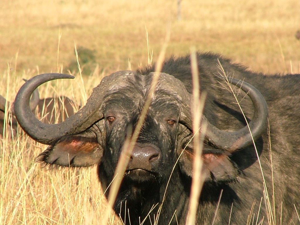 Buffalo by Claudio Ottaviani