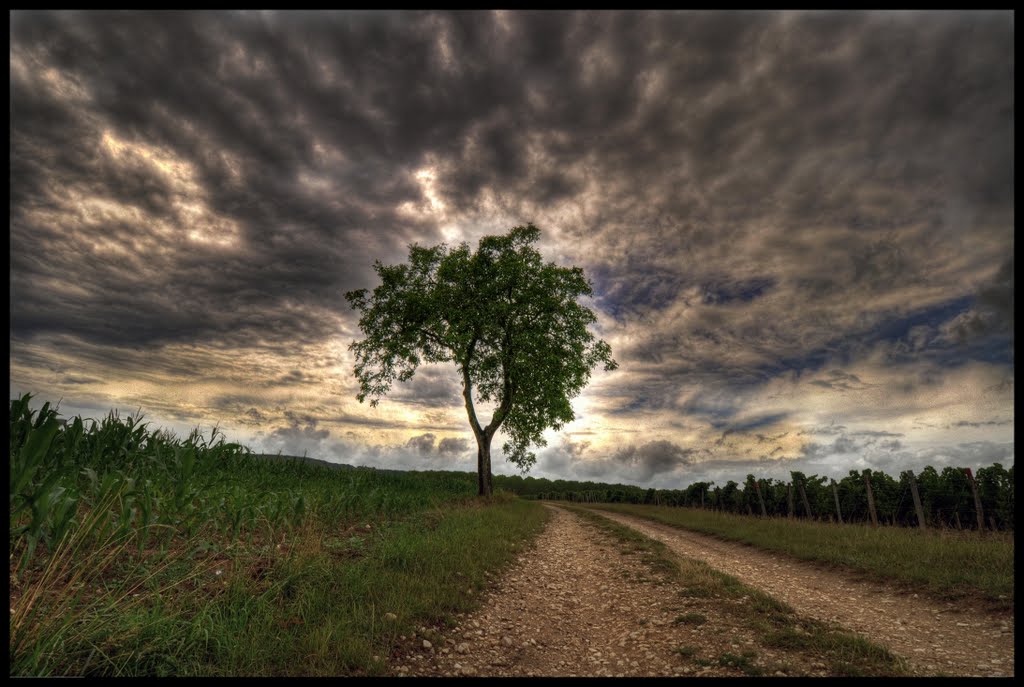 Noyer by Benoitdel