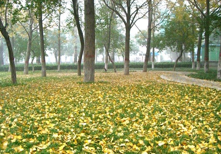 Leaves of ginkgo in ChangAn Park by Louis(louis@mlauto.n…