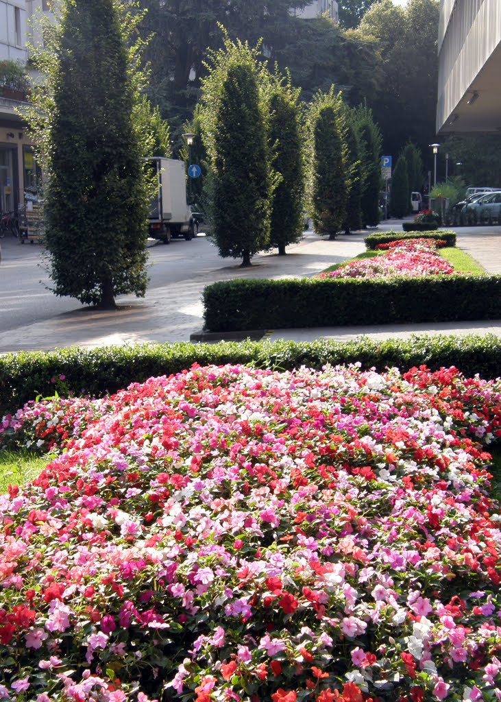 Floral Display at the No 6 Bus Stop by © Douglas MacGregor