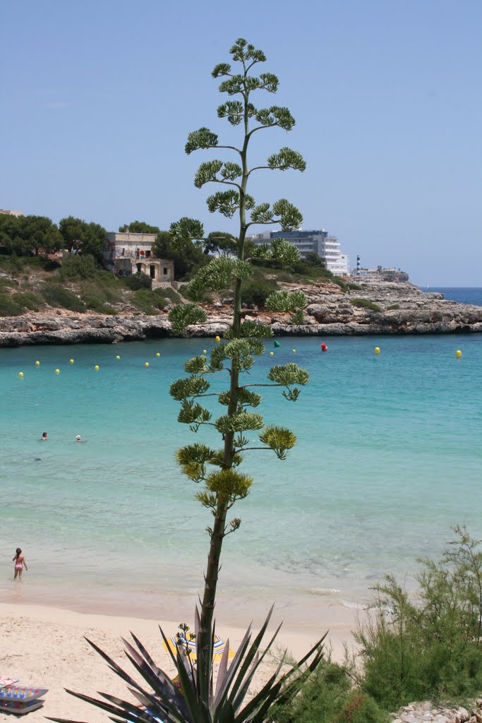 Agave, view from Restaurant Mar, Cala Marcal July 2011 by AlterRheingauer