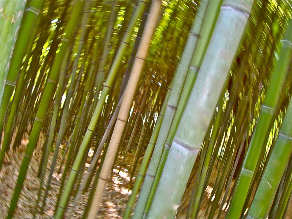 "Bambouuuueuuuuuurk......", jardin des plantes, Montpellier by machucambos