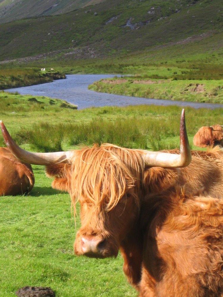 Cow with River Elchaig, Scotland by AnjaTilo