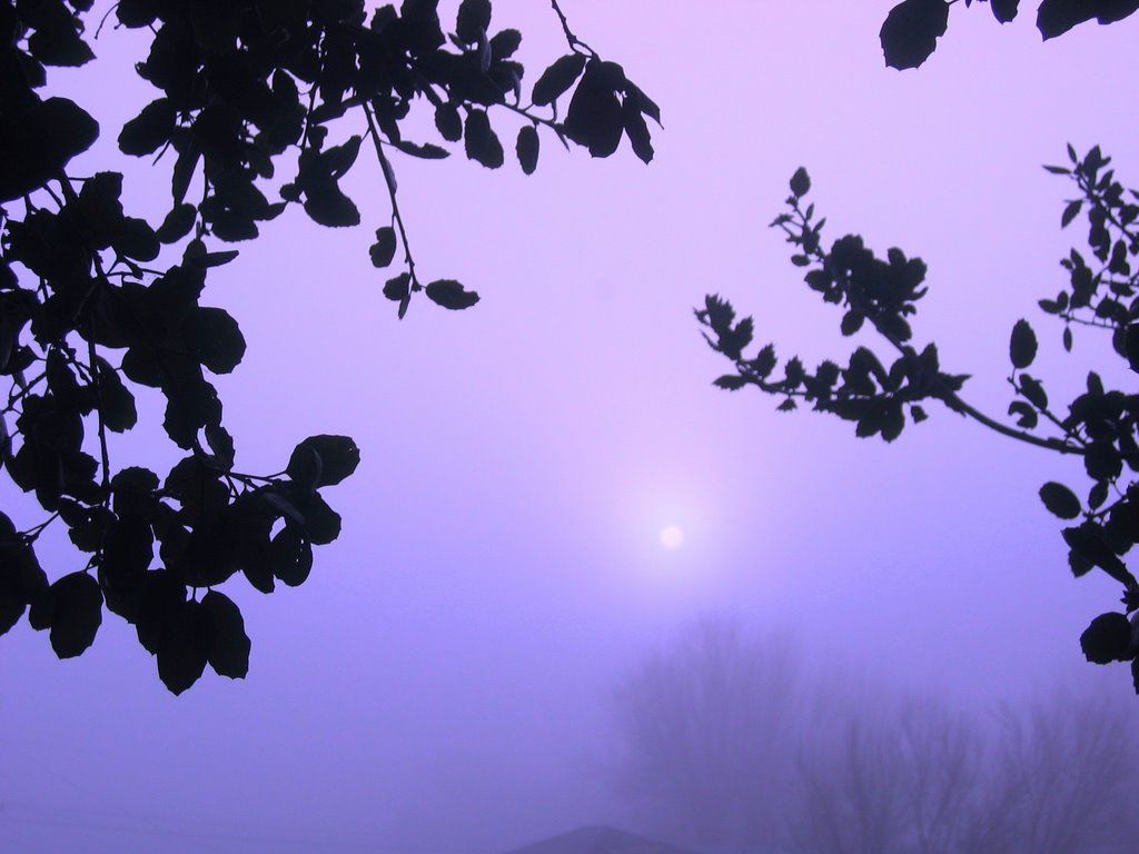 Foggy Winter Morning by shaunikadearman