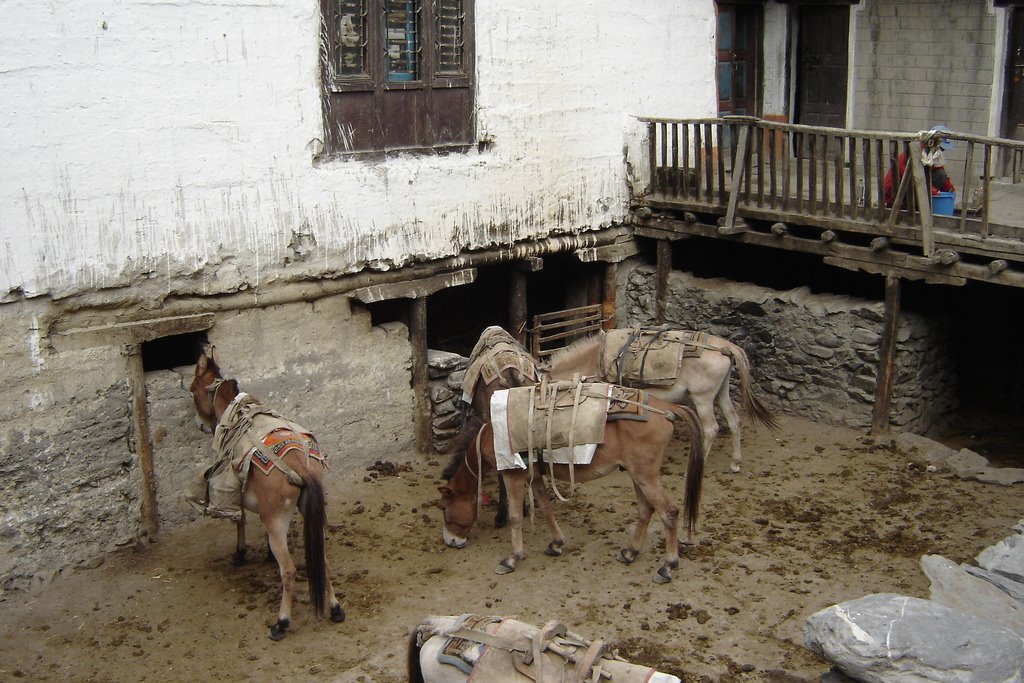 Mules resting at the guesthouse in Kagbeni, Mustang by Bob Witlox