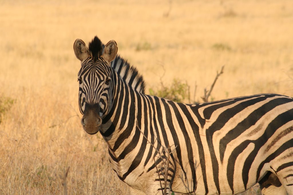 2007 - kruger park - zebra by gbroccardi