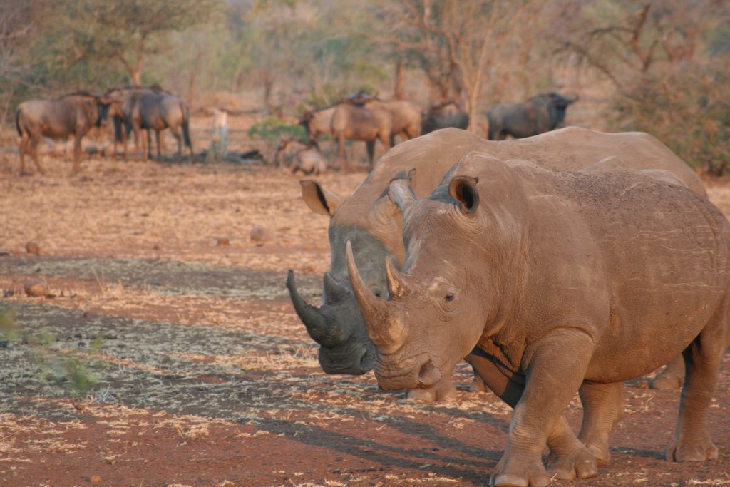 2007 - kruger park - rhinos by gbroccardi