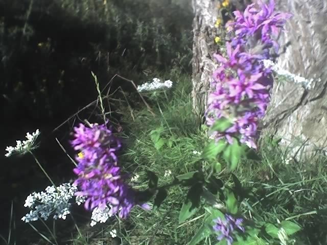 Wilde Blüte in Mavronoros/Grevena by Thomas Akritidis