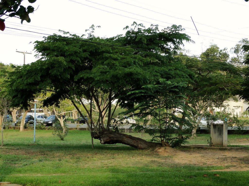 Reborn tree - UEFS - Bahia, Brazil by Caio Graco Machado