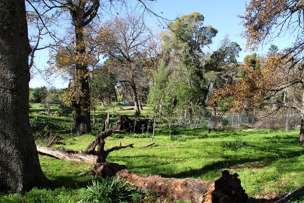 Oaks at Mamre by Daan Prinsloo