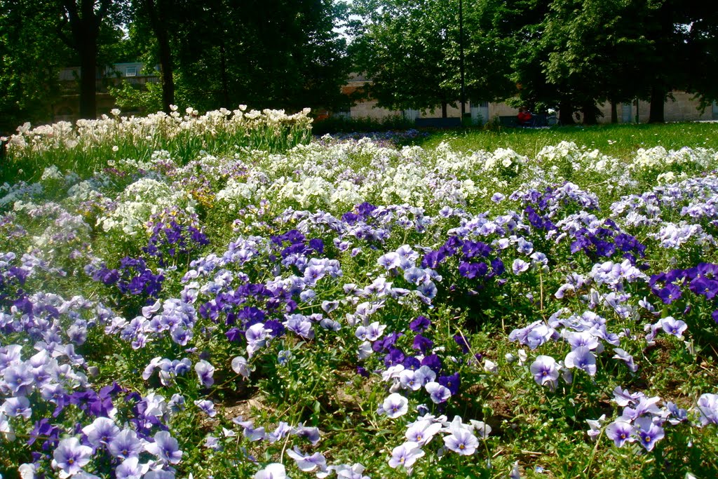 Pansy in Milan by Simon Monroe