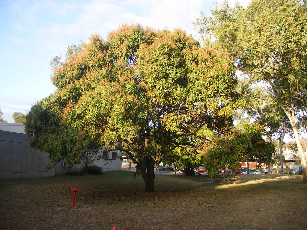 Mango tree by siyal