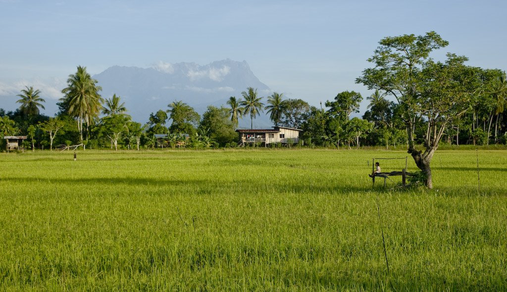 Mt Kinabalu behind padi fields by RandyHI