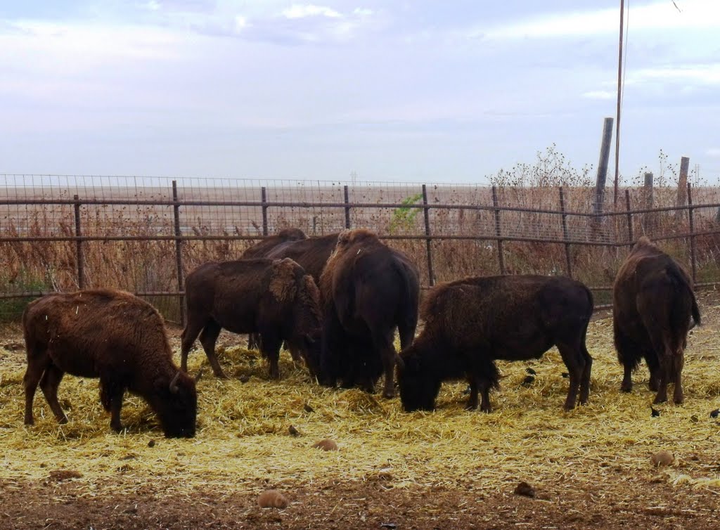 Kansas Buffalo by clklock