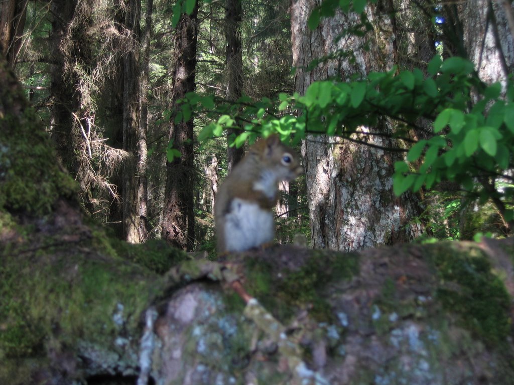 Sitka National Park Fauna by covrig