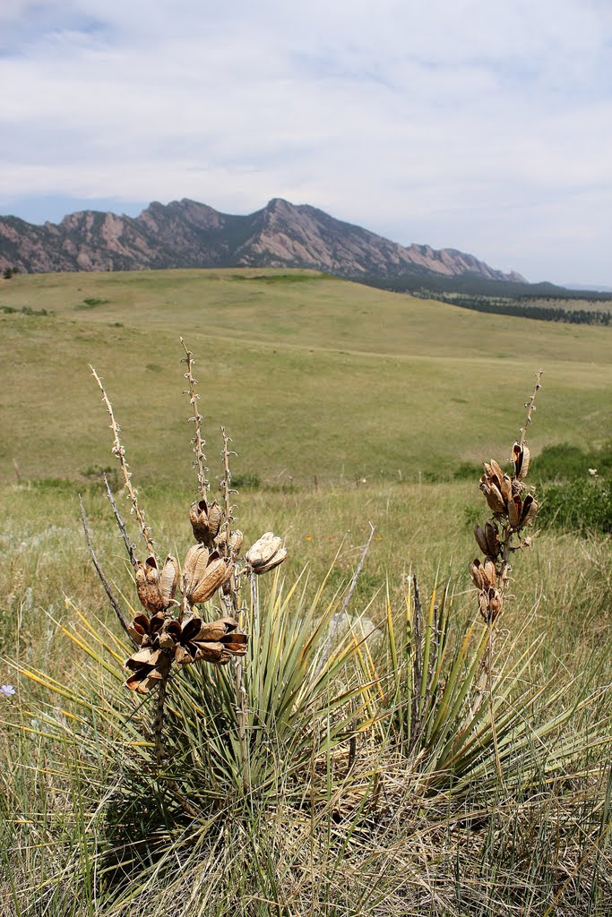 High Plains Yucca, Boulder County, Colorado by David Broome