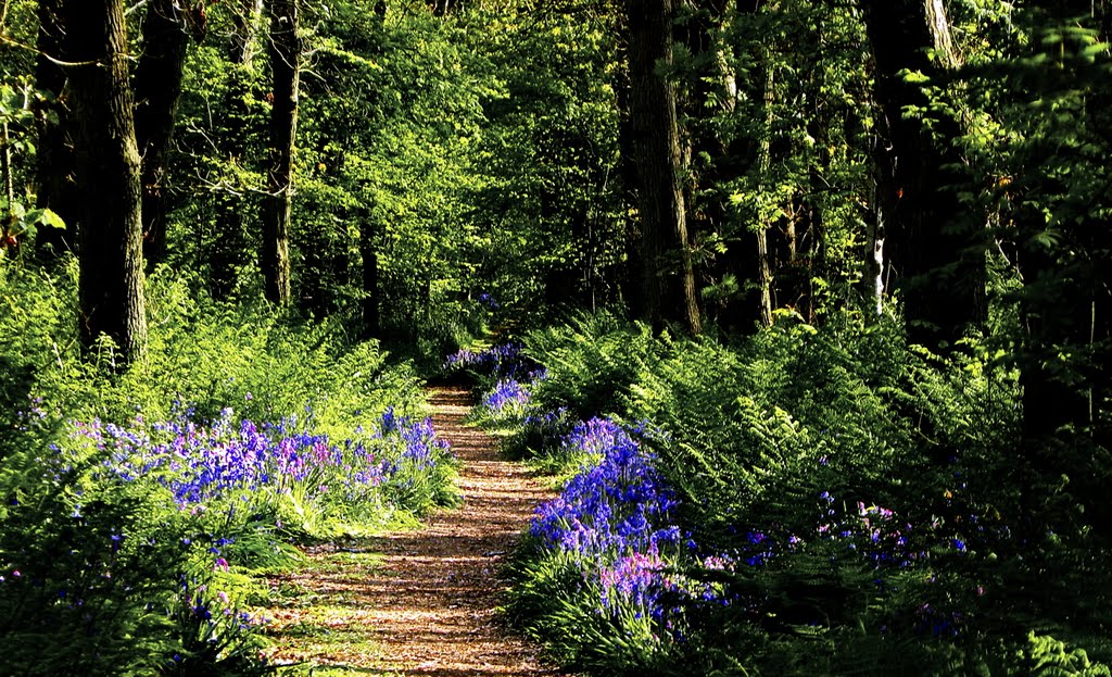 BLUEBELLS in Nature reserve "Het WIDRIJK" by Feika