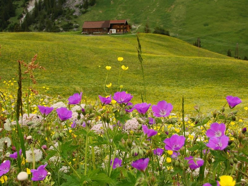 Blumenwiese bei Warth by Plumperquatsch