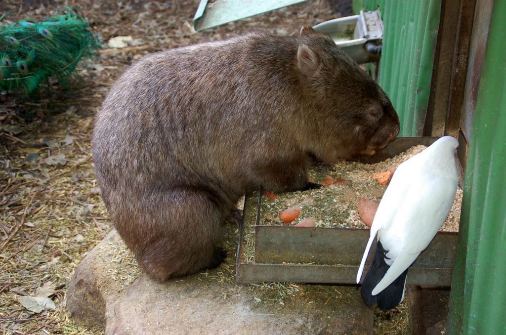 Reptile Park, Wombat and Pigeon by Jan Hoppe