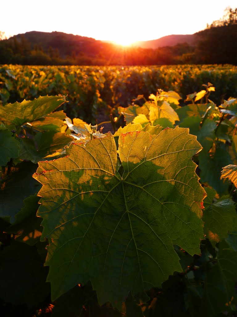 Vigne by Rudy Pické