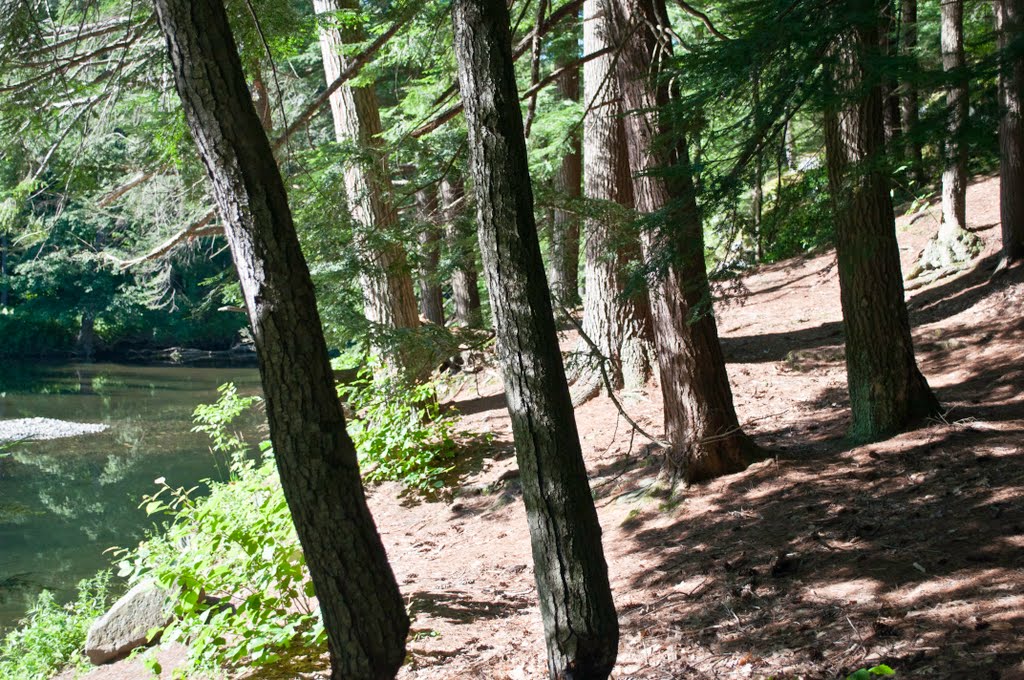 Trail, Leyden, Franklin County, Massachusetts by davidpinter