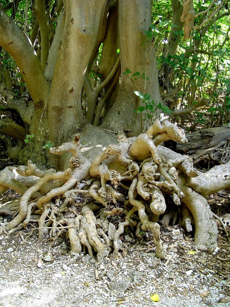 Lady Musgrave Island, Pisonia Tree by Jan Hoppe