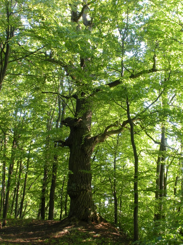 Ąžuolas (Oak) by MrEko