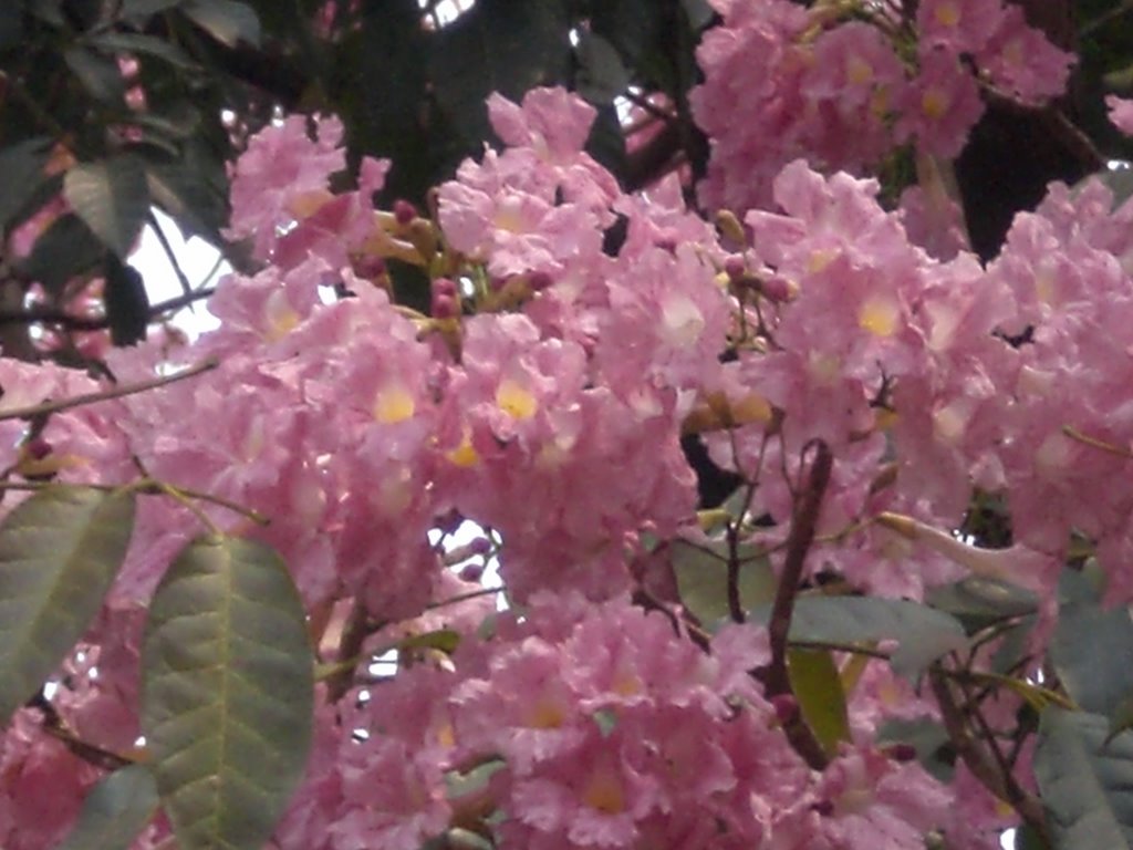 Ipê-Rosa - Tabebuia - Dourados - Mato Grosso do Sul - Brazil by Paulo Yuji Takarada